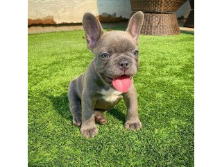 KC registered female French Bulldog Puppies