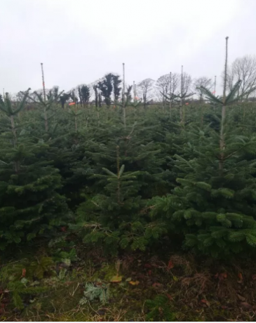 nordmann-christmas-trees-big-0