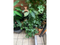 give-away-outdoor-plants-small-2