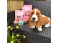 basset-hound-puppies-for-sale-small-0