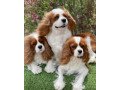 cavalier-king-charles-spaniel-puppies-447440524997-small-0