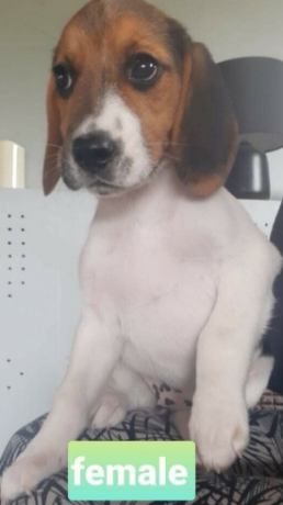 beagle-pups-big-1
