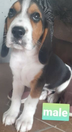 beagle-pups-big-0