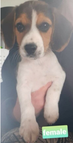 beagle-pups-big-2