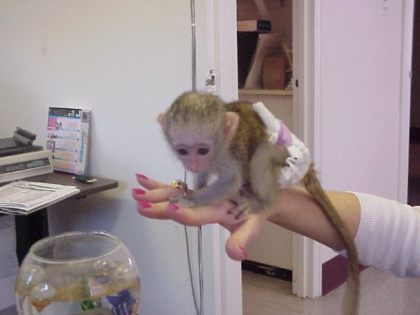 capuchin-monkeys-for-sale-and-adoptionwhatsapp-me-at-447418348600-big-0