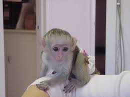 baby-and-adult-breeder-capuchins-available-now-whatsapp-me-at-447418348600-big-0