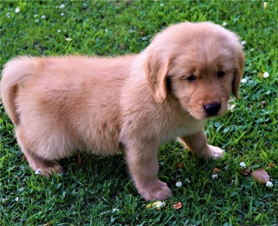 chunky-quality-golden-retriever-pupswhatsapp-me-at-447418348600-big-0