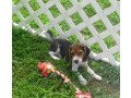 beautiful-beagle-puppieswhatsapp-me-at-447418348600-small-0