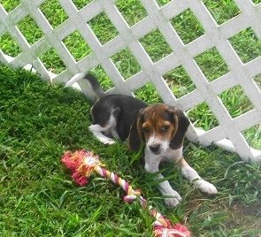 beautiful-beagle-puppieswhatsapp-me-at-447418348600-big-0