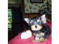 yorkshire-terrier-puppieswhatsapp-me-at-447418348600-small-0