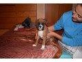 beautiful-boxer-puppieswhatsapp-me-at-447418348600-small-0