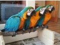 blue-gold-macaw-whatsapp-me-at-447418348600-small-0