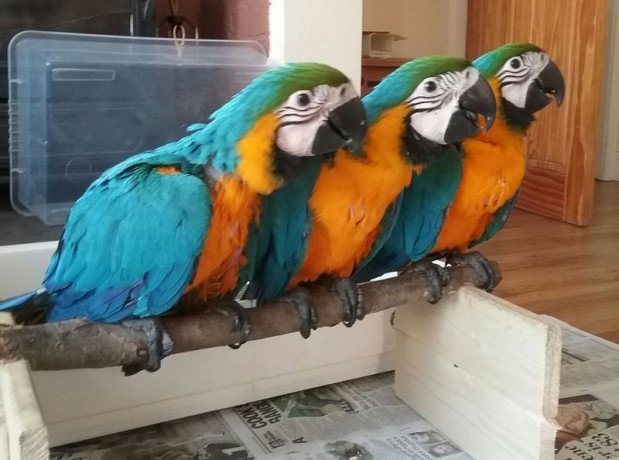 blue-gold-macaw-whatsapp-me-at-447418348600-big-0