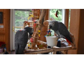 African Grey parrot For Sale ...whatsapp me at: +447418348600