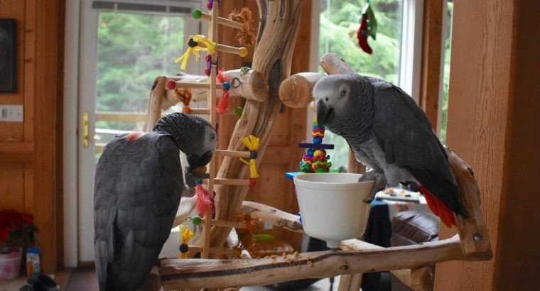 african-grey-parrot-for-sale-whatsapp-me-at-447418348600-big-0