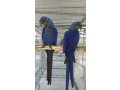 hyacinth-macaw-parrots-for-salewhatsapp-me-at-447418348600-small-0
