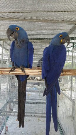 hyacinth-macaw-parrots-for-salewhatsapp-me-at-447418348600-big-0