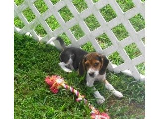 Eautiful Beagle Puppies...whatsapp me at: +447418348600