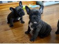 french-bulldog-puppies-small-0