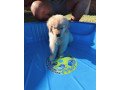 beautiful-male-and-female-golden-retriever-puppies-small-0