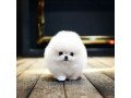 priceless-white-pomeranian-puppy-small-2
