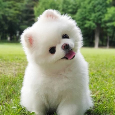 priceless-white-pomeranian-puppy-big-0