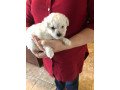bichon-frise-puppy-for-home-small-0
