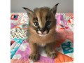 caracal-kitten-for-sale-small-0