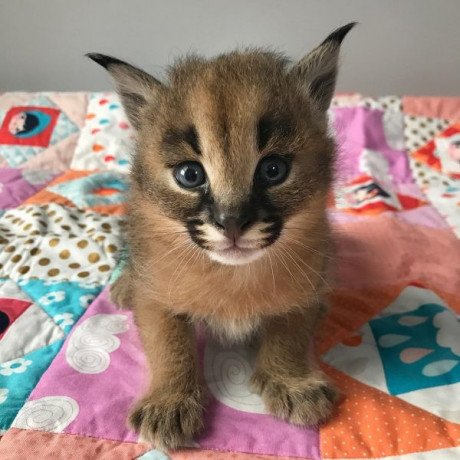 caracal-kitten-for-sale-big-0