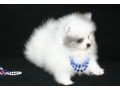 gorgeous-pomeraian-puppies-playful-puppies-small-1