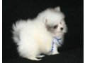 gorgeous-pomeraian-puppies-playful-puppies-small-0