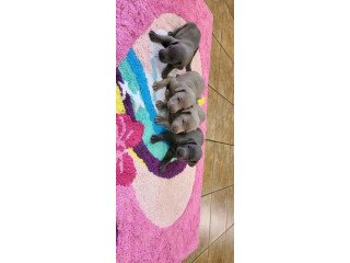 Male and female Weimaraner puppies for sale and for good home