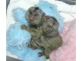 marmoset-monkeys-for-sale-whatsapp-me-at-447418348600-small-0