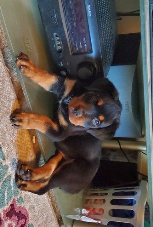 asmale-and-female-rottweilerpuppies-for-sale-big-0