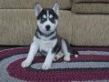 akc-registered-siberian-husky-puppies-whatsapp-447565118464-small-0