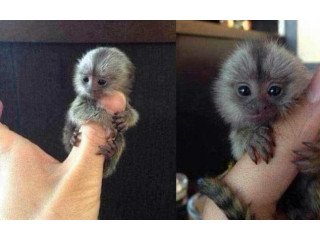 Pygmy  Marmoset Monkeys for sale ..WhatsApp::+447418365732