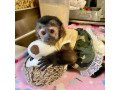 capuchin-monkeys-for-sale-whatsapp-447565118464-small-1