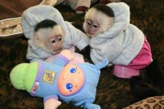 capuchin-monkeys-for-sale-whatsapp-447565118464-big-0