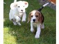 beautiful-beagle-puppies-for-sale-whatsapp-447565118464-small-0