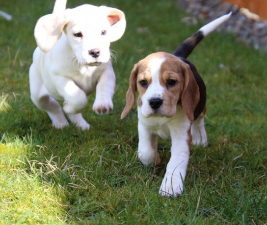 beautiful-beagle-puppies-for-sale-whatsapp-447565118464-big-0