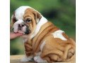 english-bulldog-puppies-whatsapp-447565118464-small-0