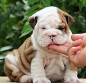 english-bulldog-puppies-whatsapp-447565118464-big-2