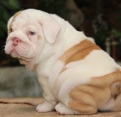 english-bulldog-puppies-whatsapp-447565118464-big-1