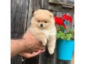 beautiful-pomaranian-pups-whatsappviber-48785742139-small-0