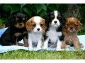 understanding-cavalier-king-charles-puppies-whatsapp-447565118464-small-0