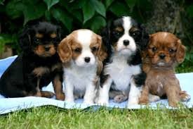 understanding-cavalier-king-charles-puppies-whatsapp-447565118464-big-0