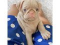 pug-for-sale-top-quality-litter-of-puppies-whatsapp-447565118464-small-0