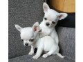 adorable-chihuahua-puppies-whatsapp-447565118464-small-0