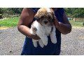 healthy-and-playful-shih-tzu-puppies-whatsapp-447565118464-small-0
