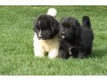 healthy-and-playful-newfoundland-puppies-whatsapp-447565118464-small-0